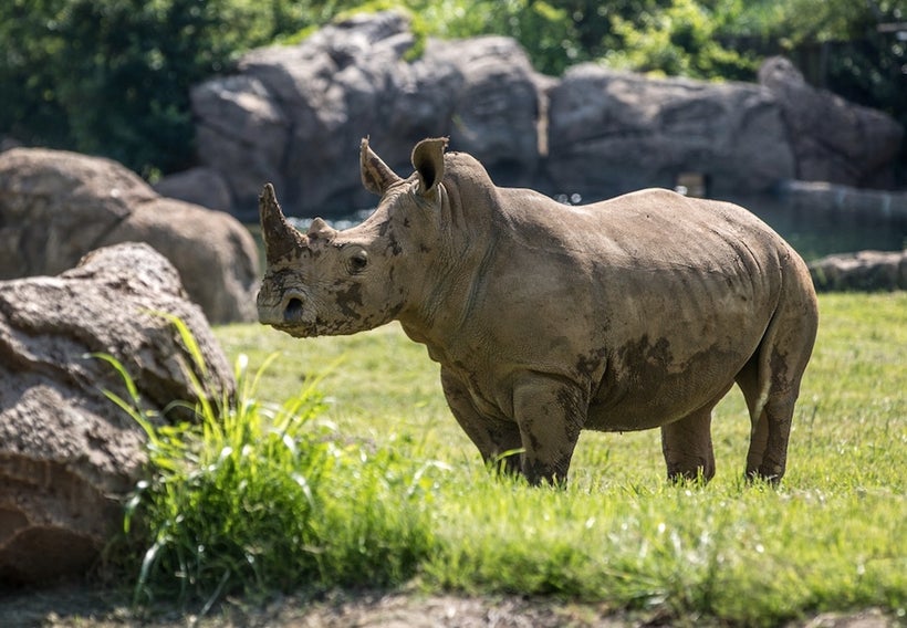 White rhino after mud bath at Nashville Zoo