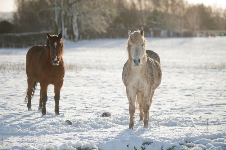 Ponies stand in a snow-covered field in the Republic of Ireland 
