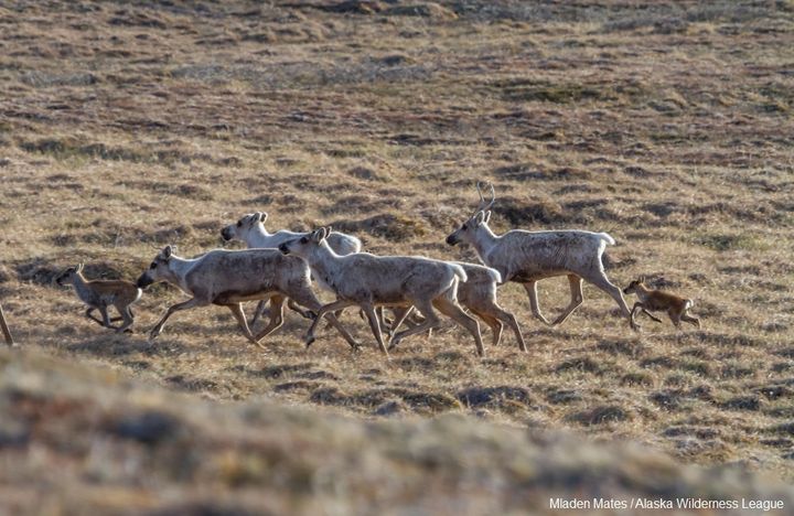 The Porcupine Caribou Herd on the Coastal Plain of the Arctic National Wildlife Refuge. 