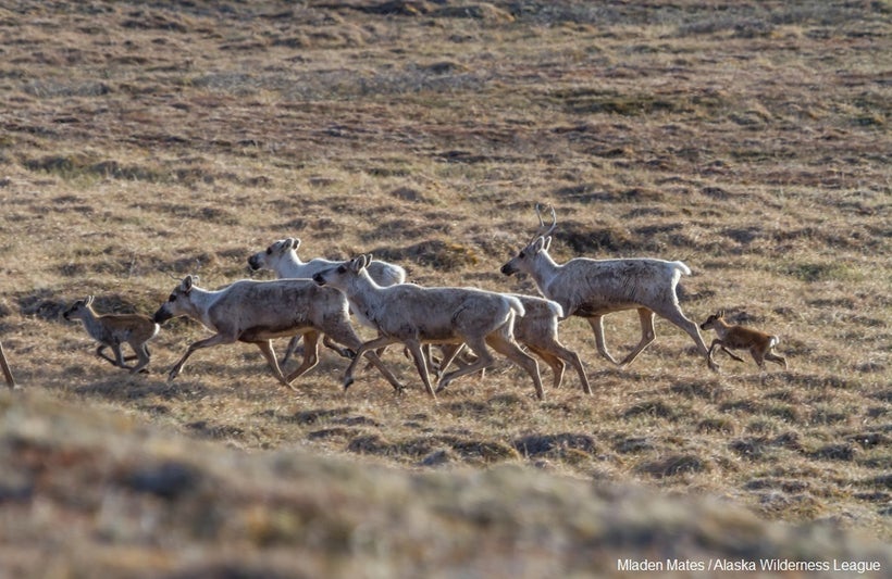 <em>The Porcupine Caribou Herd on the Coastal Plain of the Arctic National Wildlife Refuge.</em>