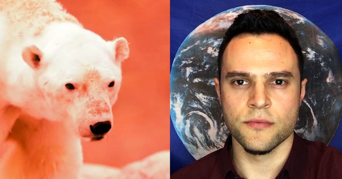 THIS IS AN EMERGENCY How To Save Polar Bears From Extinction