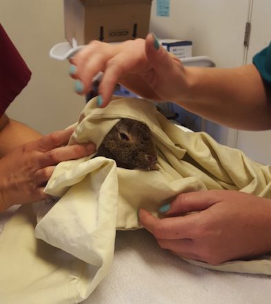 A December photo of the rabbit being treated at the California Wildlife Center.