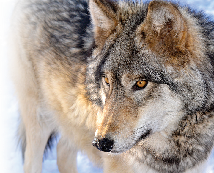 <p>Howl with the wolves & learn all about this endangered animal at the Wolf Sanctuary.</p>