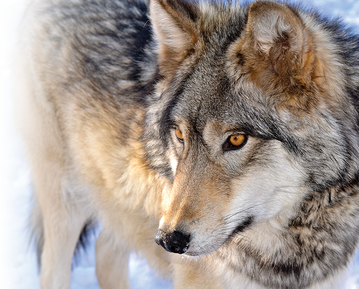 Howl with the wolves & learn all about this endangered animal at the Wolf Sanctuary.