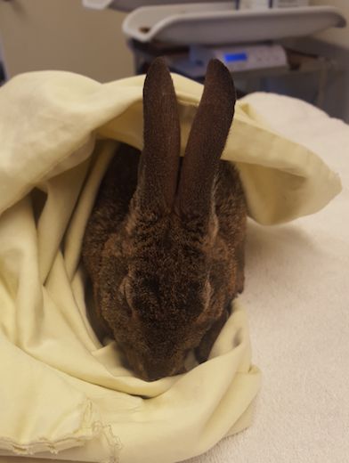 The rabbit, a female cottontail, at the California Wildlife Center.