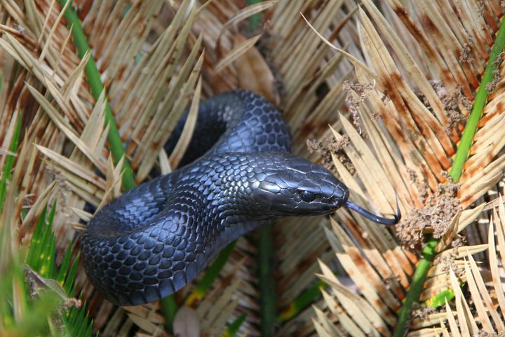 The eastern indigo snake is nonvenomous and protected as a threatened species. 
