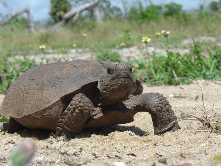 Florida's gopher tortoises are threatened species.