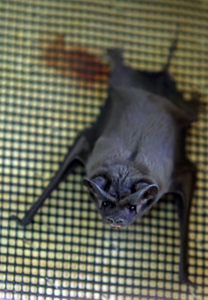 A loss of habitat and pesticides are blamed for endangering the Florida bonneted bat.