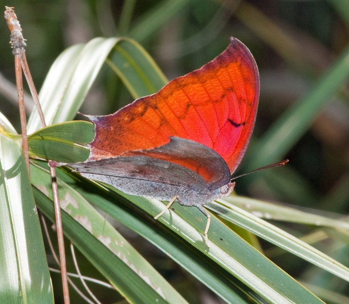 The Florida leafwing Butterfly is endangered along with the Bartram's scrub-hairstreak butterfly. Both species were comm