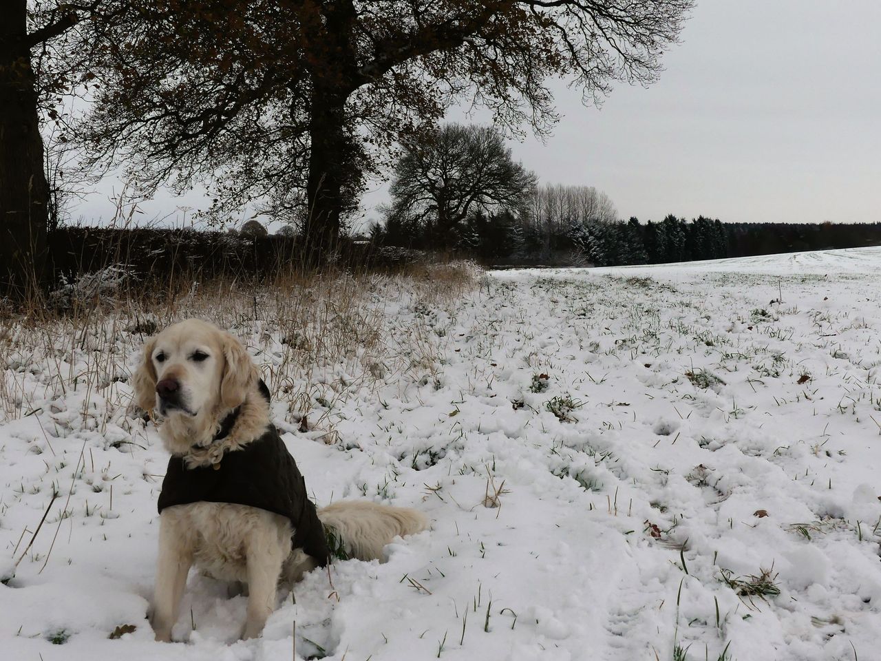 A dog in the snow in Kingstone, Staffordshire on Sunday morning.