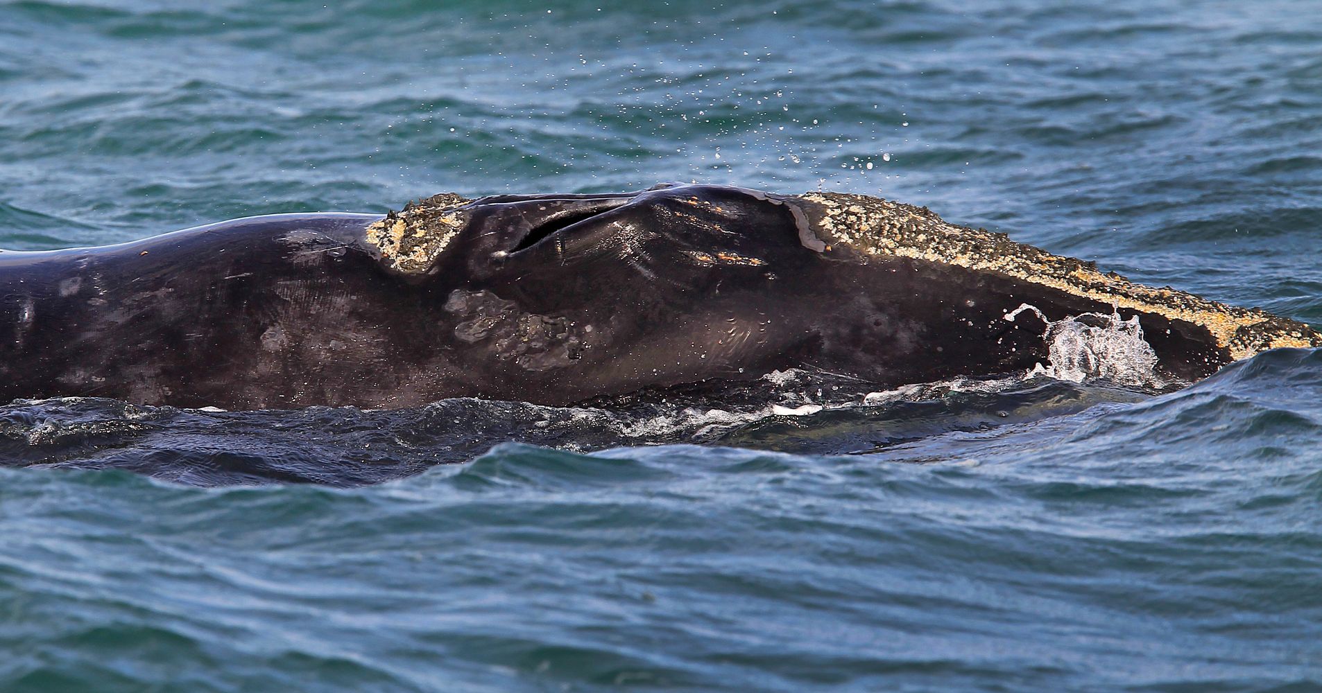 Right Whales Could Face Extinction After Deadly Year, Researchers Say ...