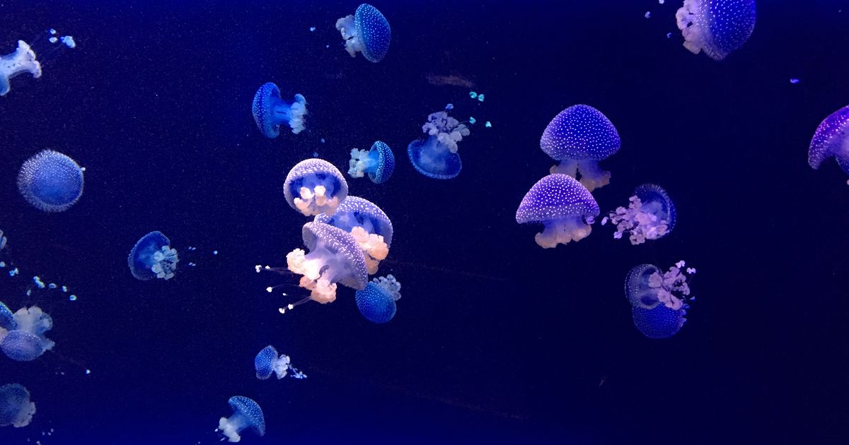 Jellyfish Have Superpowers - And Other Reasons They Don't Deserve Their ...