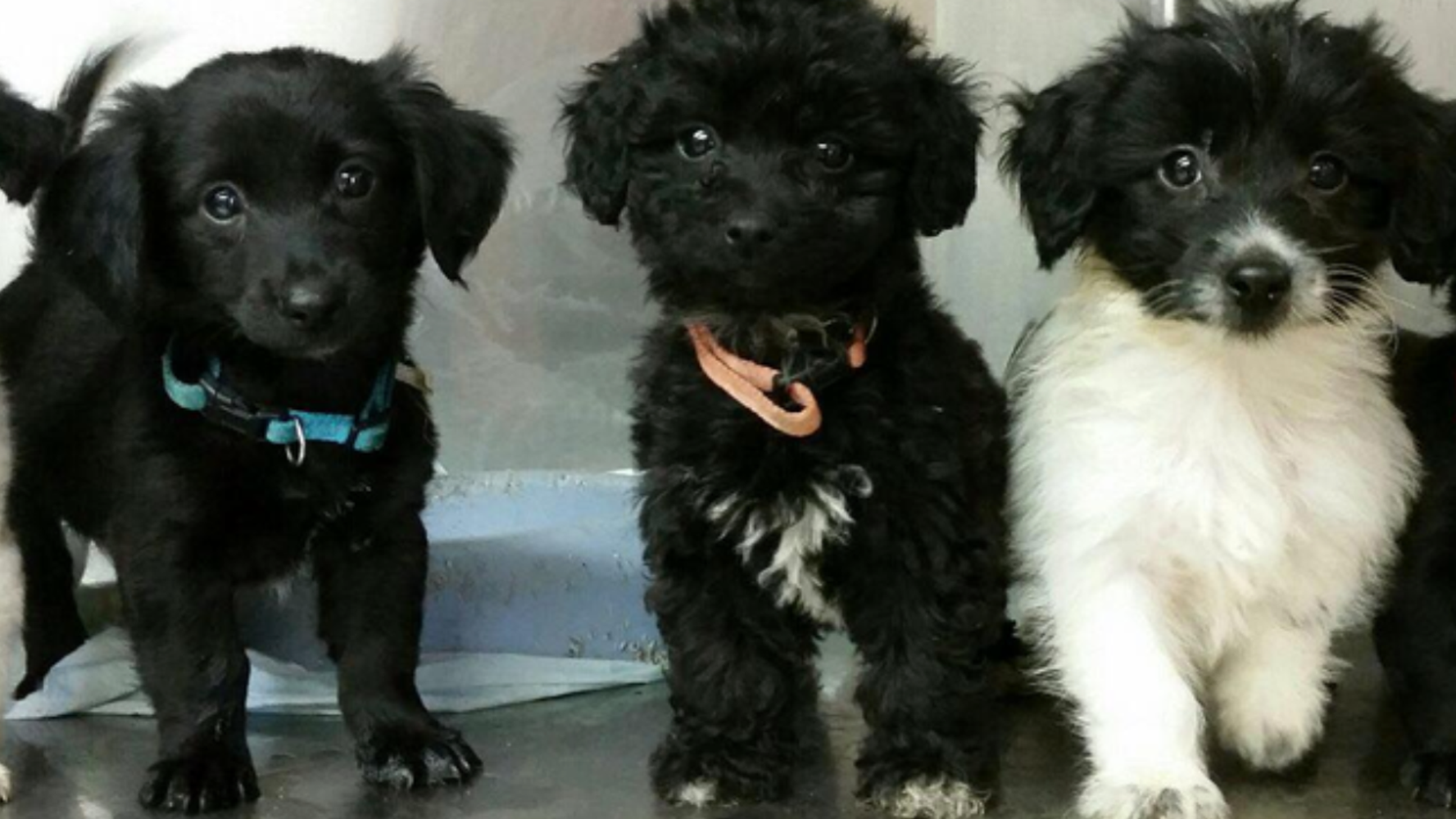 Tracy's Dogs Rescues Shelter Dogs From Euthanasia And Finds Them