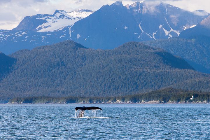 <p>Whale watching in Juneau.</p>