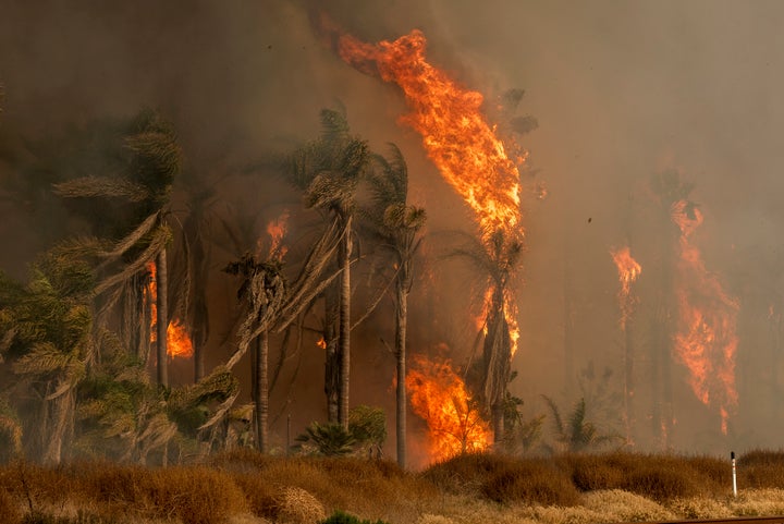 Palm trees explode into flames as the Thomas wildfire rages in Ventura, California, on Dec. 7.