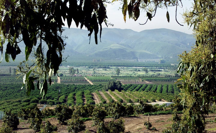 A view of Ventura County's avocado and citrus orchards on a typical day, pre-fires.