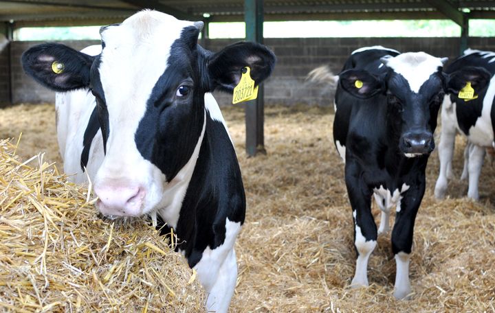 Veal cattle on an RSPCA Assured member's farm