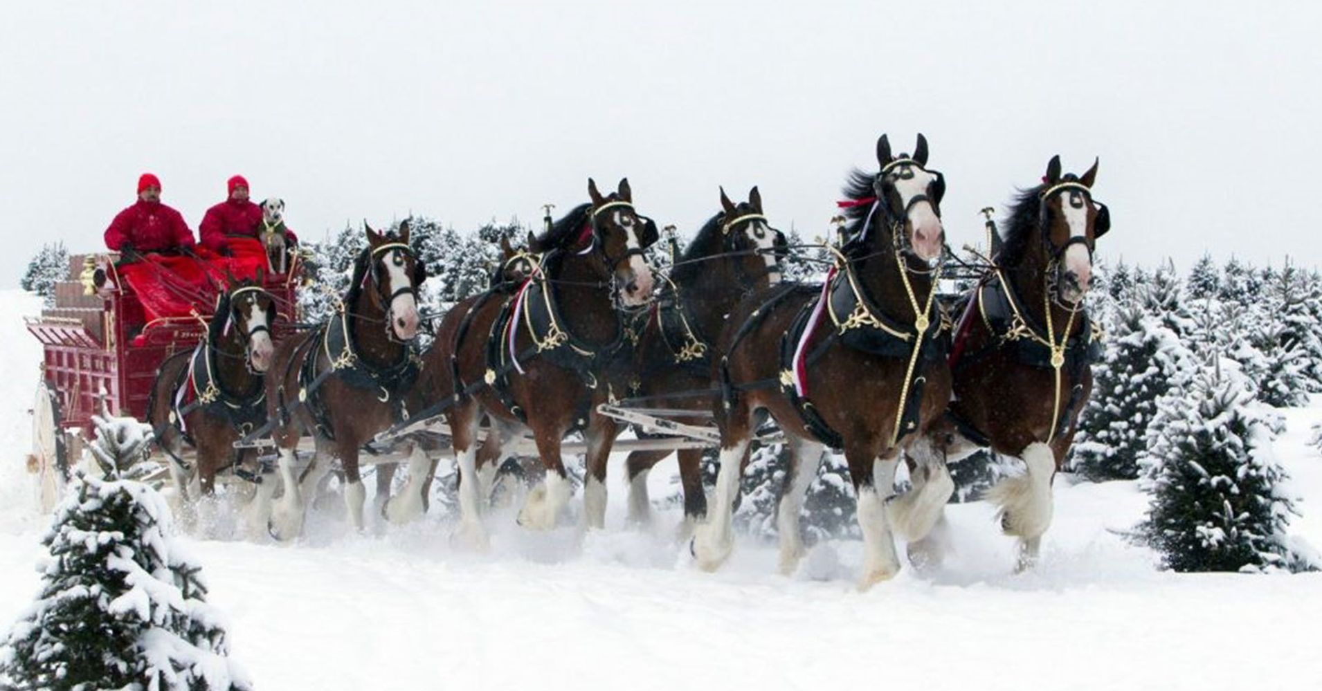 How the Clydesdales Became The Symbols of Budweiser | HuffPost