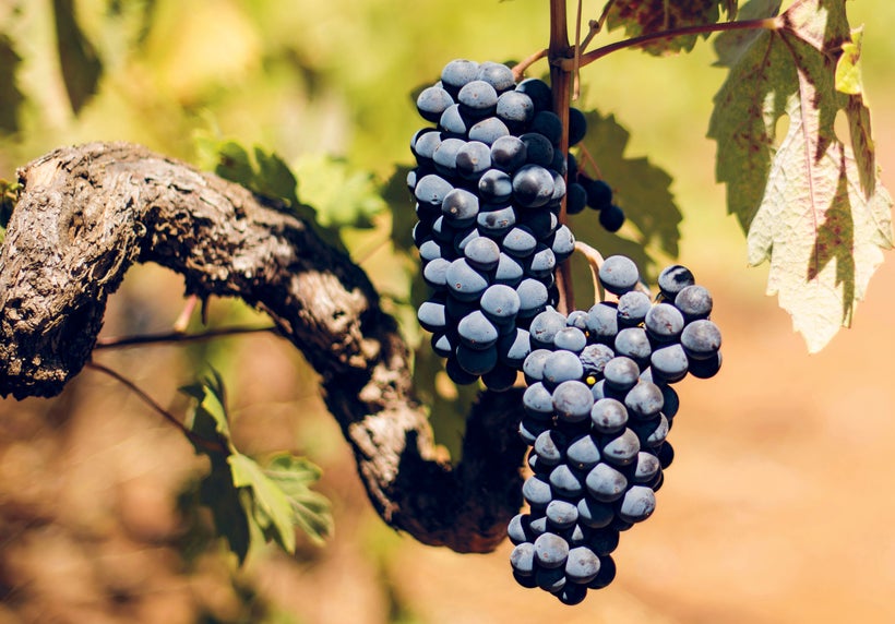 Zinfandel grapes growing at Kunde Winery in Sonoma, California