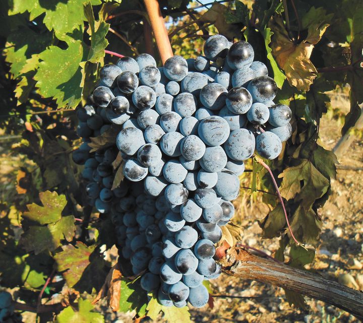  Boğazkere grapes growing in the vineyards of Vinkara Winery in Turkey 
