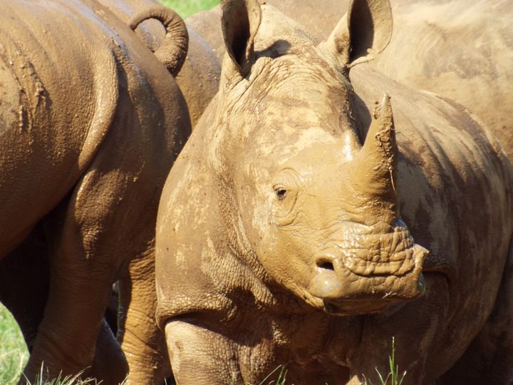Rhinos loving mud - don’t it make a white rhino brown.