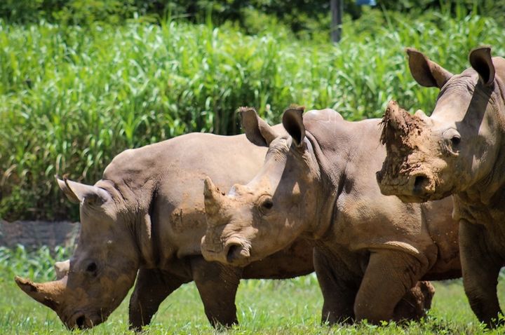 A crash in the grass - three four-year-old white rhinos enjoy a dig and a graze at Nashville Zoo.