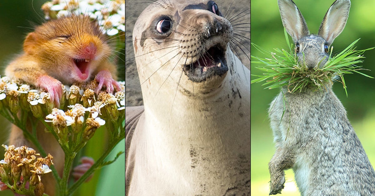 Прикольные картинки с животными Прикольные картинки с животными