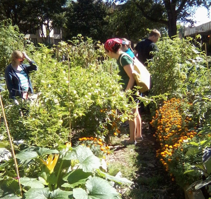 Dubkin Park Community Garden, Chicago.