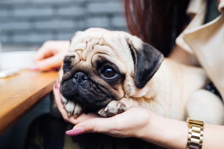 Ads with pugs fuelling 'welfare crisis' as vets urge companies to stop using flat-faced dogs, such as pugs.