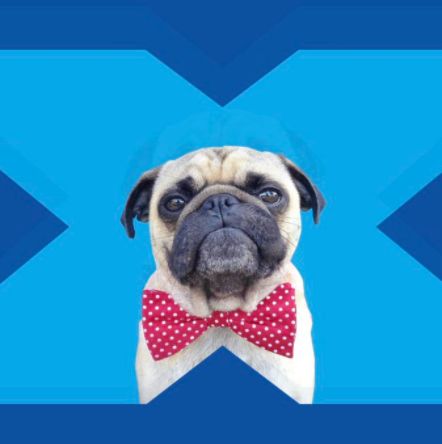A pug featured in Halifax's banking app, but since BWG's open letter the banking group has said it will be 'removing any use of these breeds from our imagery at the earliest opportunity'.