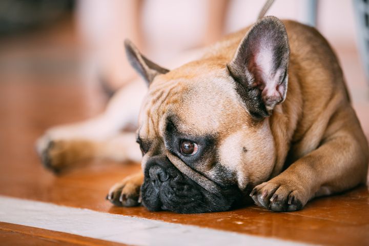 French bulldogs can have health problems due to intensive breeding.