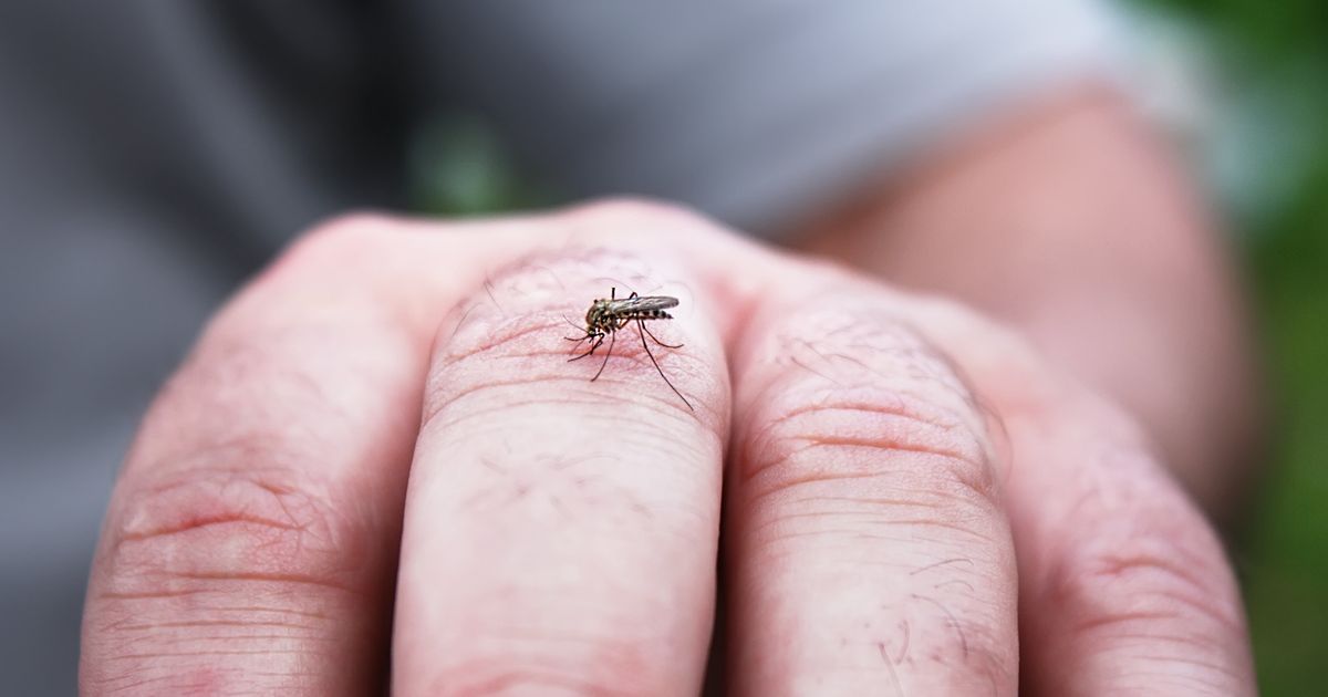 how-to-tell-if-a-bug-bite-needs-medical-attention-huffpost-life