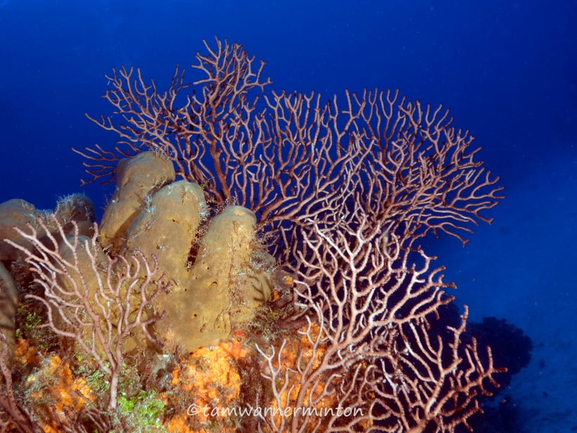 We must preserve our oceans.