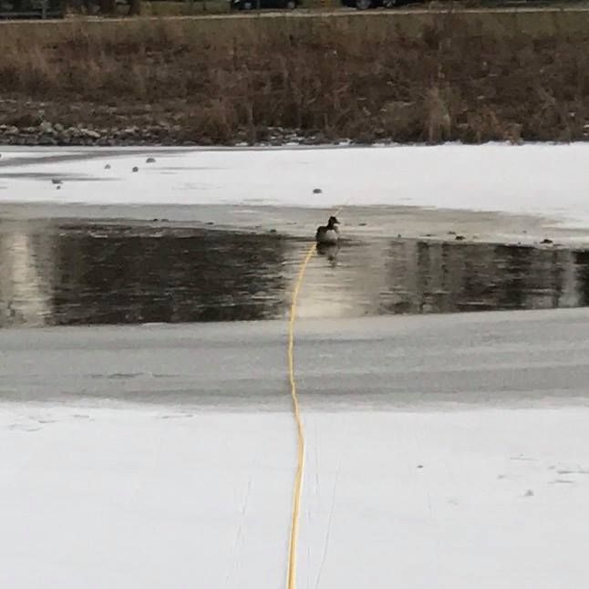 A lone goose stranded on ice in Illinois