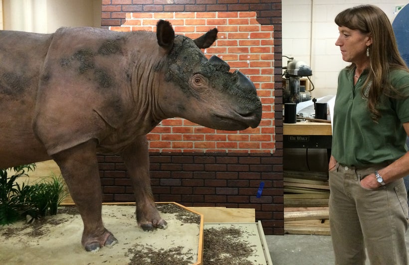 Dr. Terri Roth’s first glimpse of the preserved Ipuh at Cincinnati Museum Center
