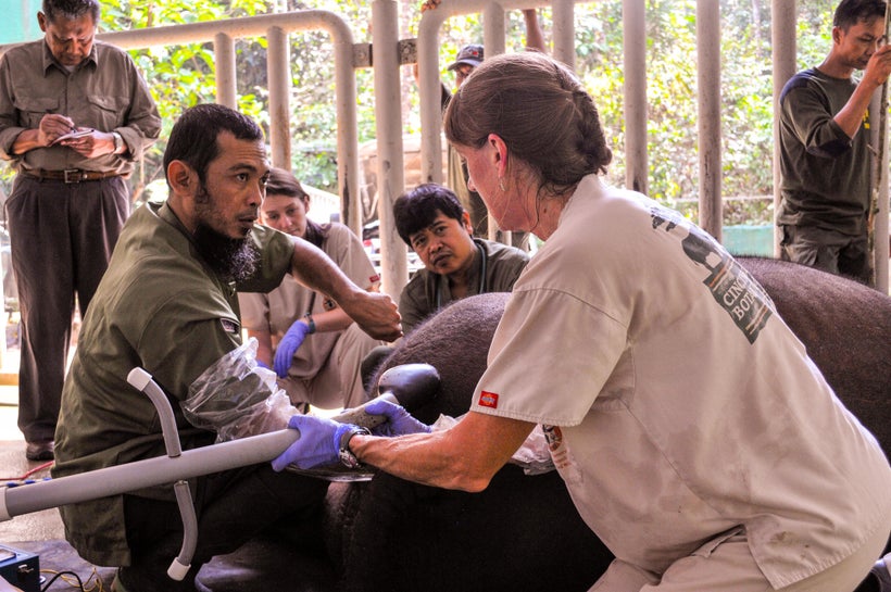 <em>Dr. Roth at the Sumatran Rhino Sanctuary collaborating with vet team</em>