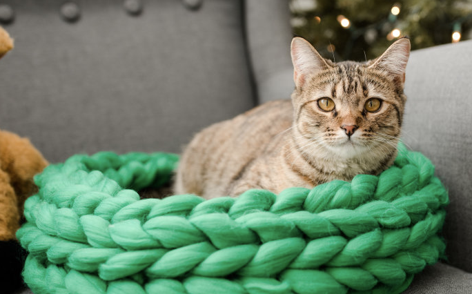 Merino Chunky Wool Pet Bed