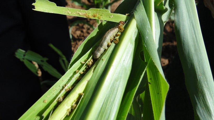The Fall armyworm attacking a maize plant in Ethiopia. Able to feed on dozens of crop species, this invasive species of cater