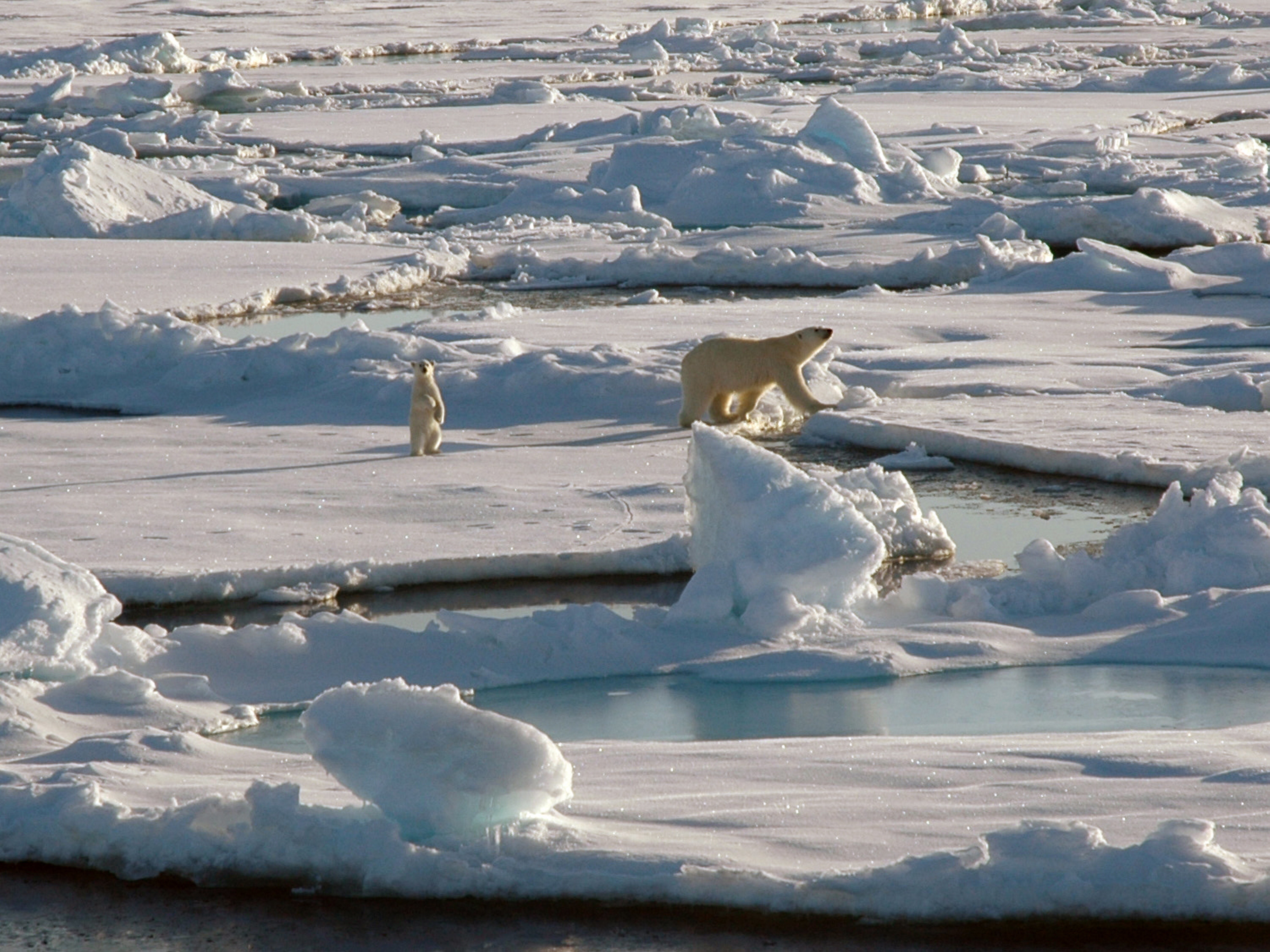 A female polar bear and young cub look forward toward the Healy, Alaska just North of Point Barrow.