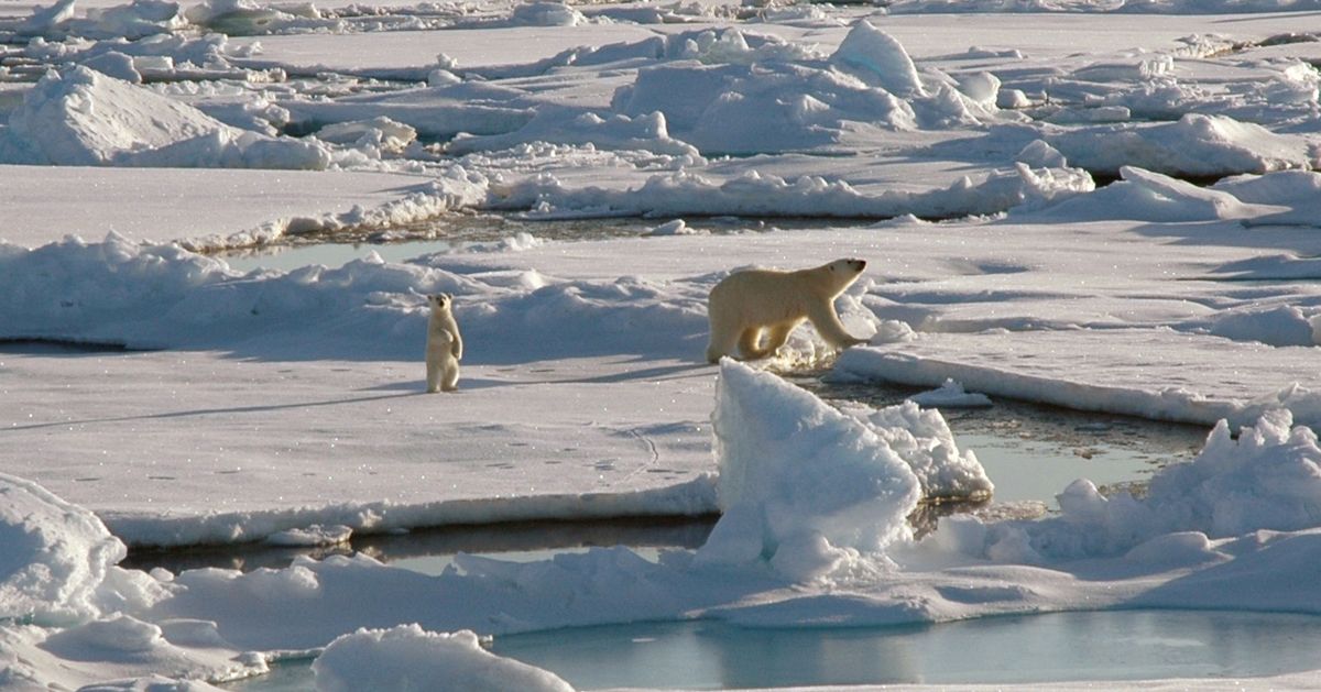 Arctic pole. Северный Ледовитый полюс. Северный полюс Арктика. Северный Ледовитый океан Аляска. Северный Ледовитый океан белый медведь.