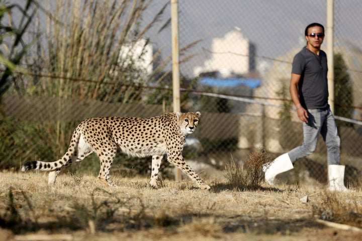 Iranian animal trainer Mahmud Keshvari walks next to a female Asiatic cheetah named Dalbar in an enclosure at the Pardisan Pa