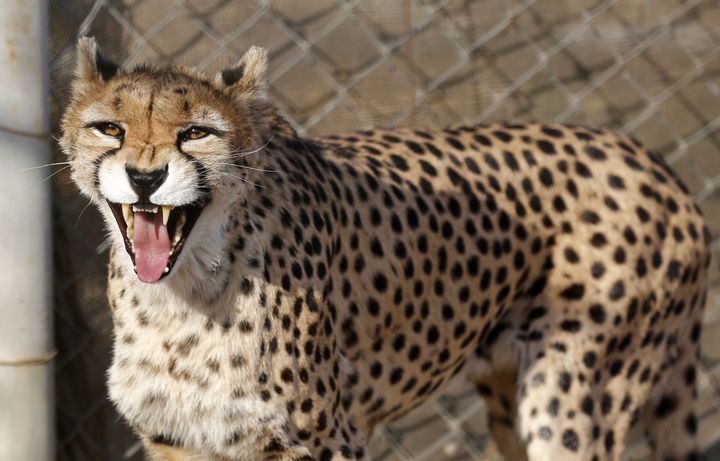 A female Asiatic cheetah. 