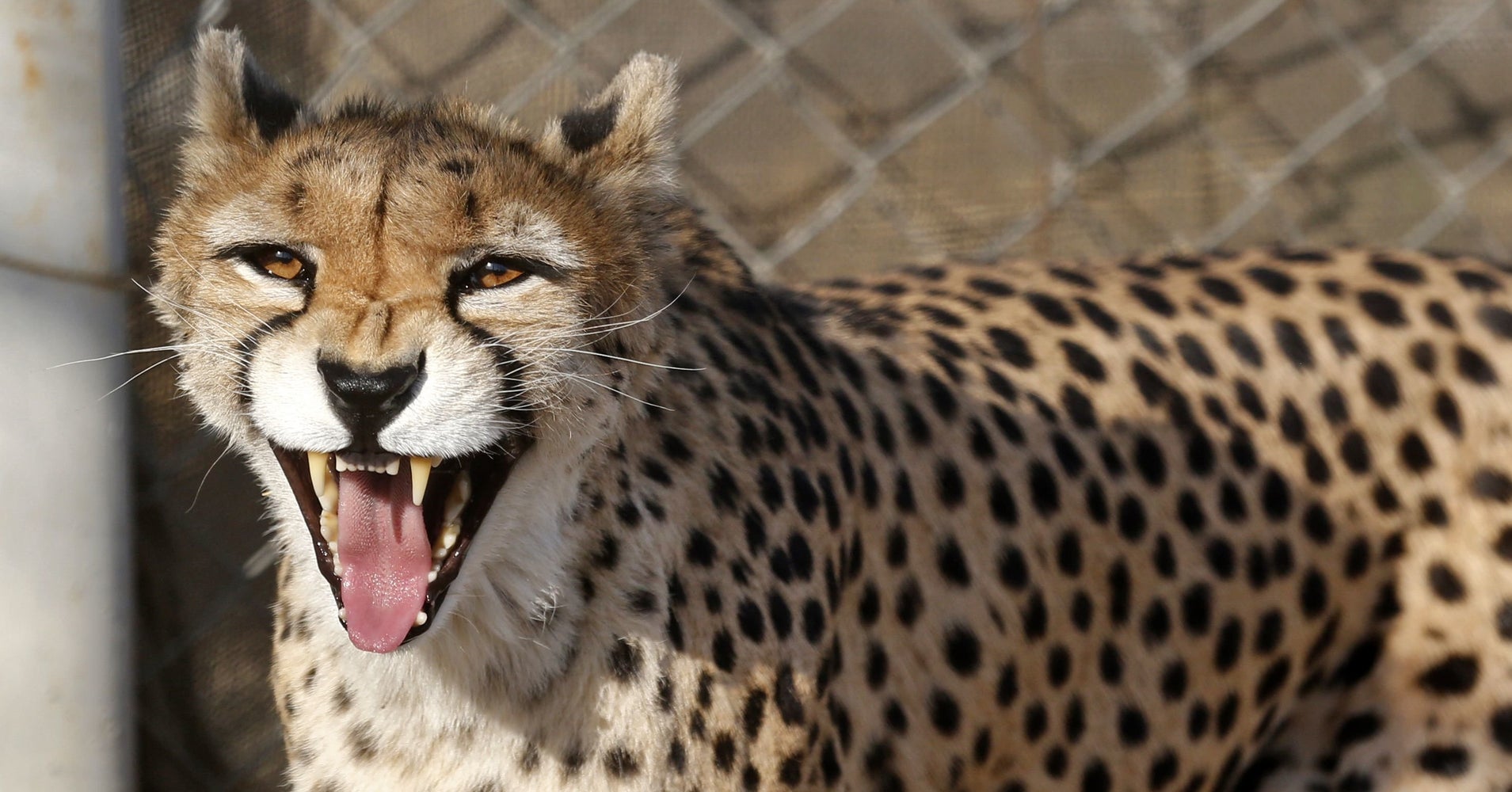 with-fewer-than-50-left-on-earth-asiatic-cheetahs-are-fast-sprinting