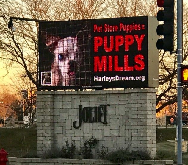 Digital billboard near shopping mall, supplied by Harley’s Dream, educating that pet store puppies come from puppy mills 
