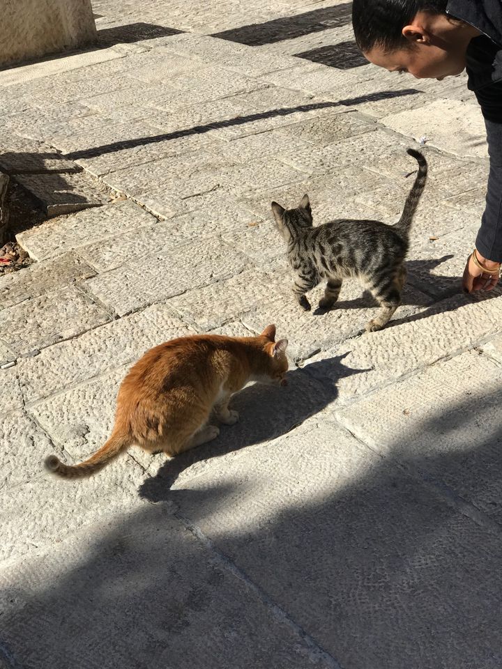 Feral Cats in the Old City of Jerusalem.