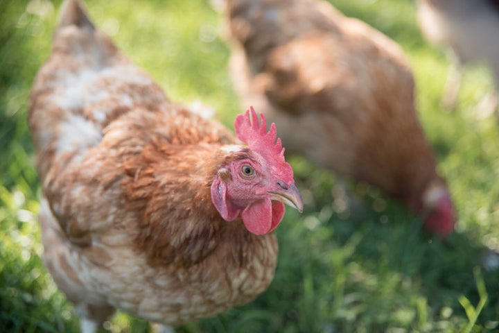 A chicken grazes at Shelburne Farms in Shelburne, Vermont 