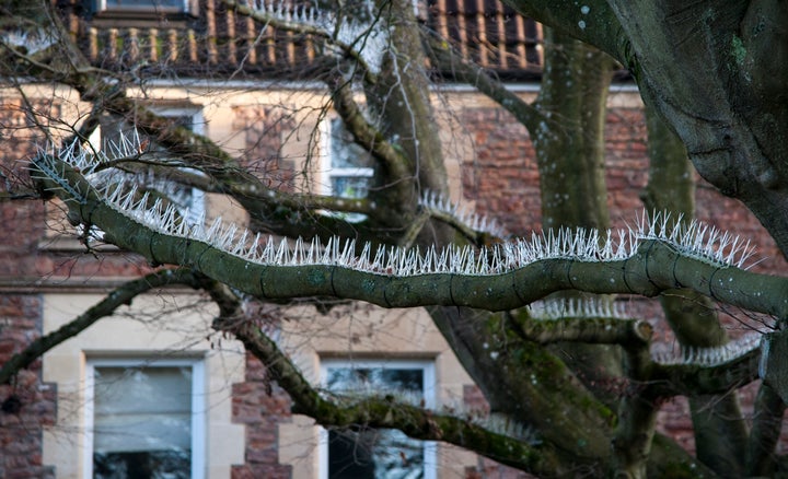 Spikes have been attached two trees overhanging the parking area outside a posh property in Bristol, England.