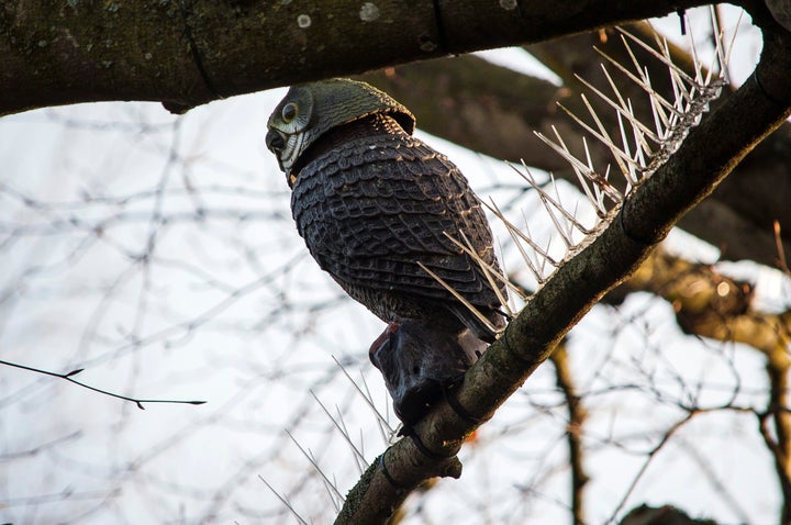 A fake owl perched among the spikes.