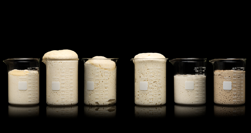 Levain time lapse, from <em>Modernist Bread </em>by Nathan Myhrvold and Francisco Migoya