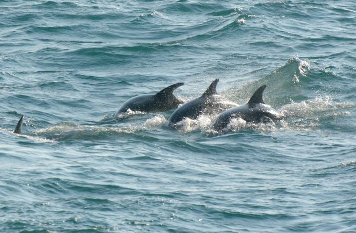 England’s first resident pod of bottlenose dolphins has been discovered.
